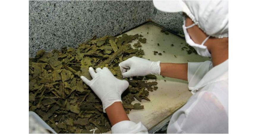 Propolis zielony z Brazylii